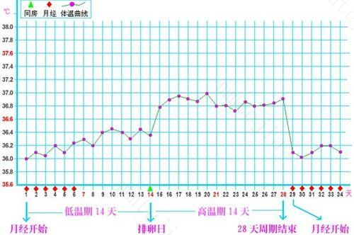 男性的生育年限是怎么计算公式