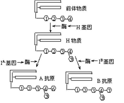 父亲最容易遗传给孩子的特征