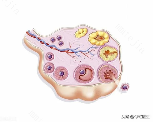 女性备孕卵泡每天长多少呢