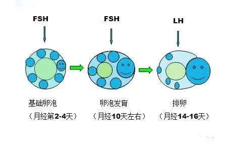 女性排卵是什么样子