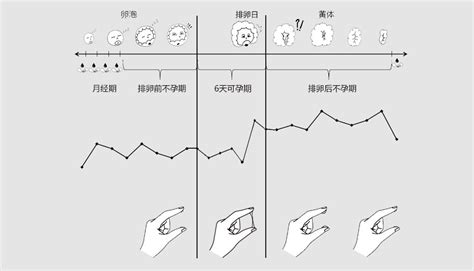 排卵期计算方法和技巧