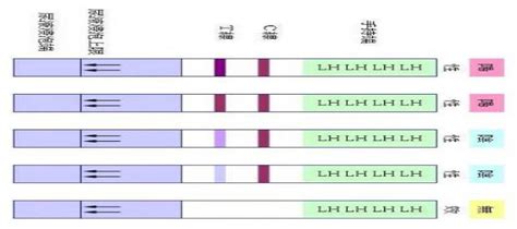 排卵期计算方法和技巧