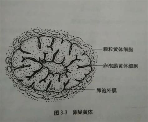 卵巢保养是什么意思啊