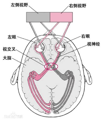 导致出生缺陷的因素是什么