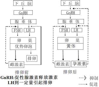 卵泡期黄体生成素偏高的原因