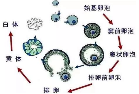 调经促孕丸多久能够促进卵泡发育