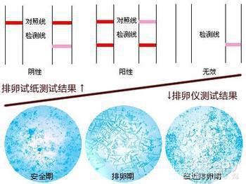 排卵期试纸怎么使用最正确