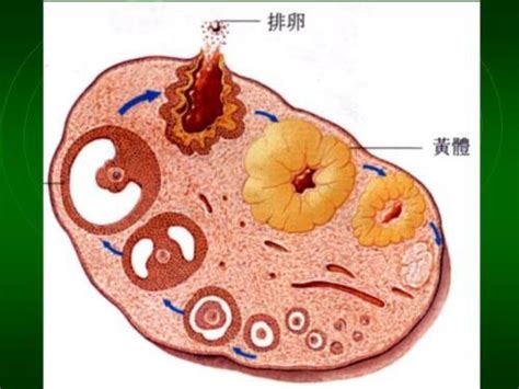 卵泡破裂几小时同房最佳 卵泡破裂多久同房有效