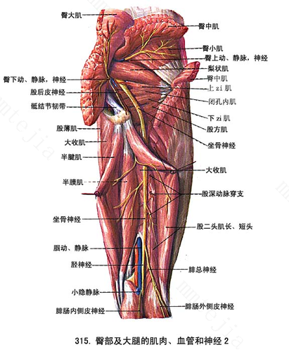 请问大腿根部疼痛是什么原因