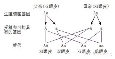 女儿的哪些特征是爸爸遗传的呢