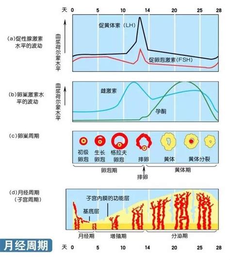 排卵期出血是什么颜色的图片