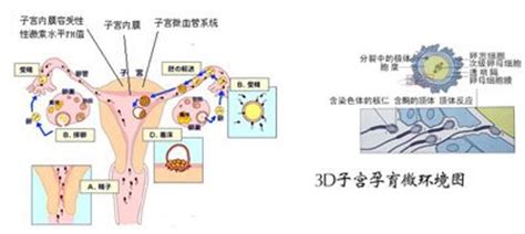 如何治疗免疫性不孕不育