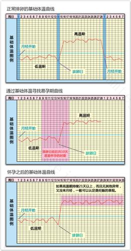 从基础体温看怀孕和避孕