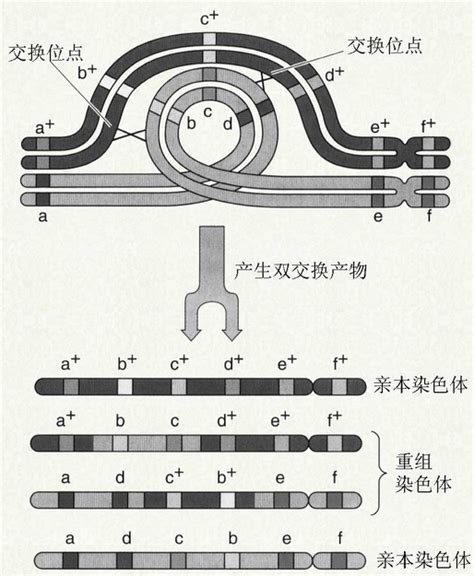 胎儿特纳综合征是谁的原因