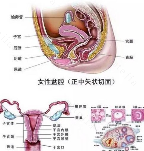 解密！女人子宫里到底残留了多少垃圾！