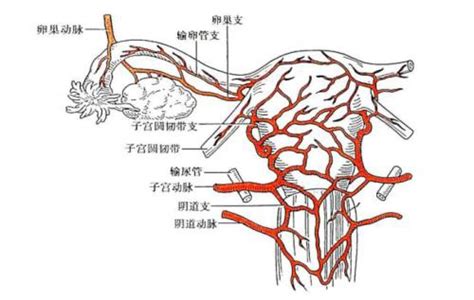 子宫该如何保养卵巢