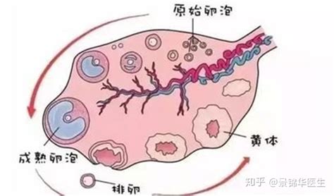 女性痛经就会不孕不育吗