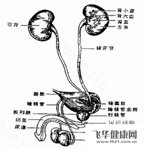 尿路感染能自愈吗