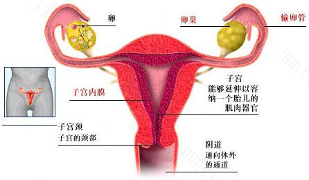 女性不孕很有可能是输卵管的原因！