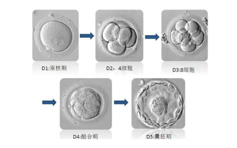 鲜卵和冻卵有什么区别