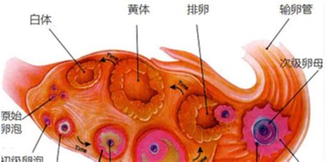 黄体功能不全备孕怎么办