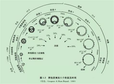 提高卵子质量的最佳方法