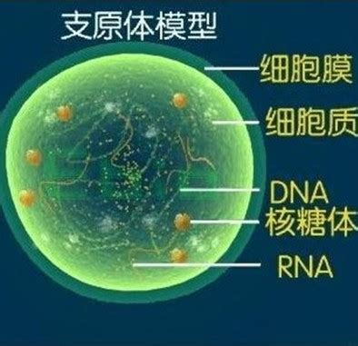 男性不育是支原体感染的原因