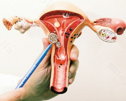 女性排卵有什么表现