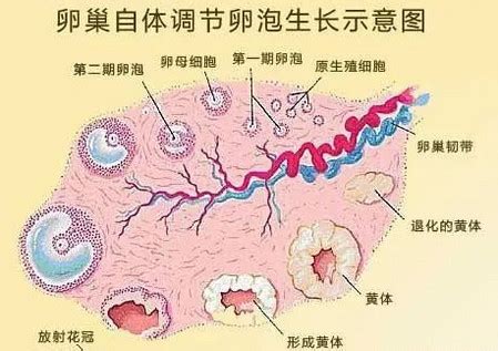 卵泡不圆能受孕吗不成形