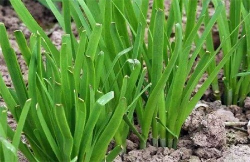 男人吃韭菜能壮阳吗 韭菜真的是起阳草吗？