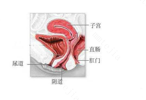 前庭大腺囊肿会引起发烧吗