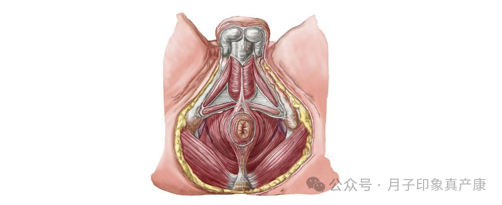 用仪器修复盆底肌有用吗？掌握盆底肌修复的8个方法，真的有效！