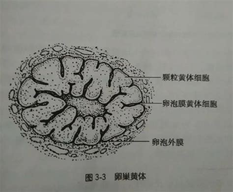 卵巢保养是什么意思 卵巢保养是什么意思啊