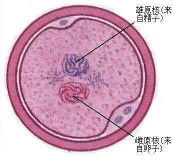 月经过后什么时候最容易怀孕 月经过后什么时候最容易怀孕生男孩