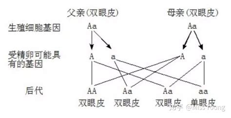 哪些特征是爸爸遗传的 女儿的哪些特征是爸爸遗传的呢