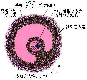 卵巢有卵泡说明什么 儿童卵巢有卵泡说明什么