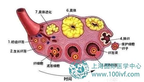 卵泡黄素化的表现 卵泡黄素化的表现查孕酮